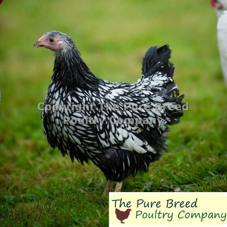 Silver Laced Wyandotte